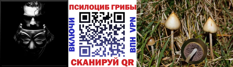 Псилоцибиновые грибы Psilocybe  Нефтеюганск 